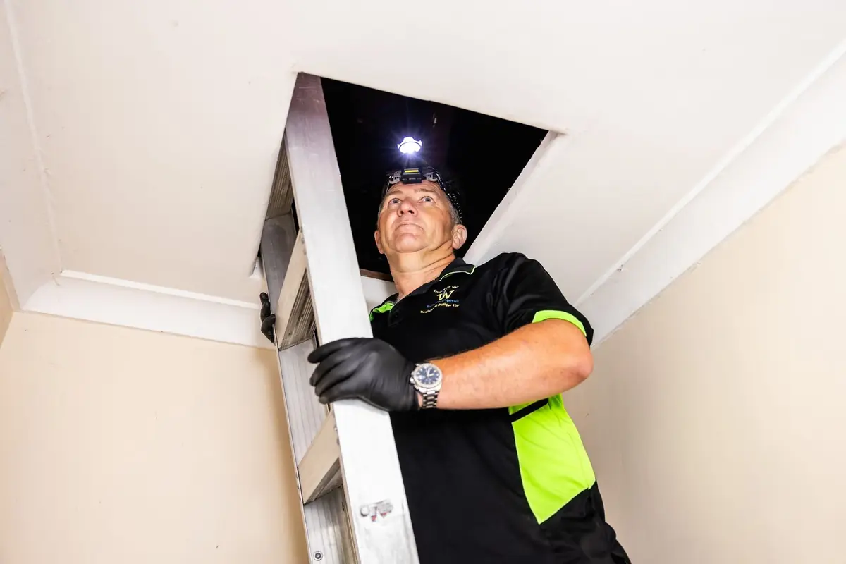 Building inspector with a head torch climbing into the roof space in Joondalup