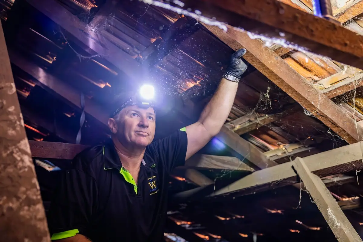 Building inspector with a head torch checking the roof space during a WA building inspection