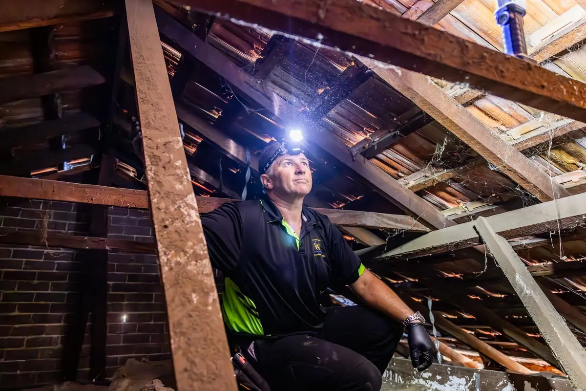 Building inspector crouched in the roof space with a head torch in Pinjarra