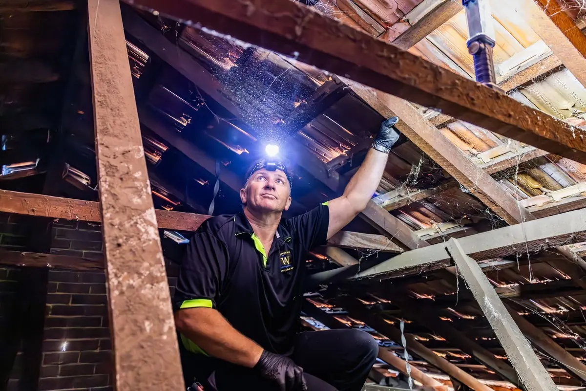 Building inspector with a head torch inspecting the roof space in Rockingham