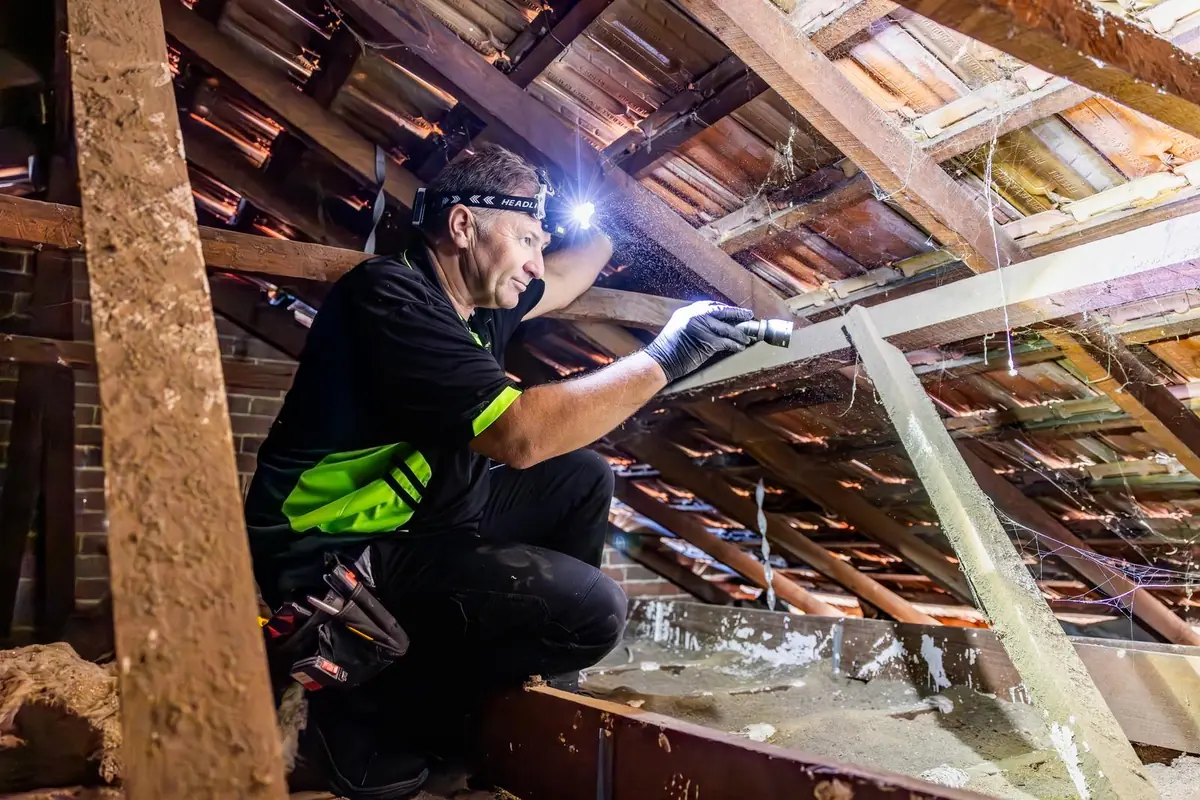 Inspector checking roof timbers with a torch during a termite inspection in Perth