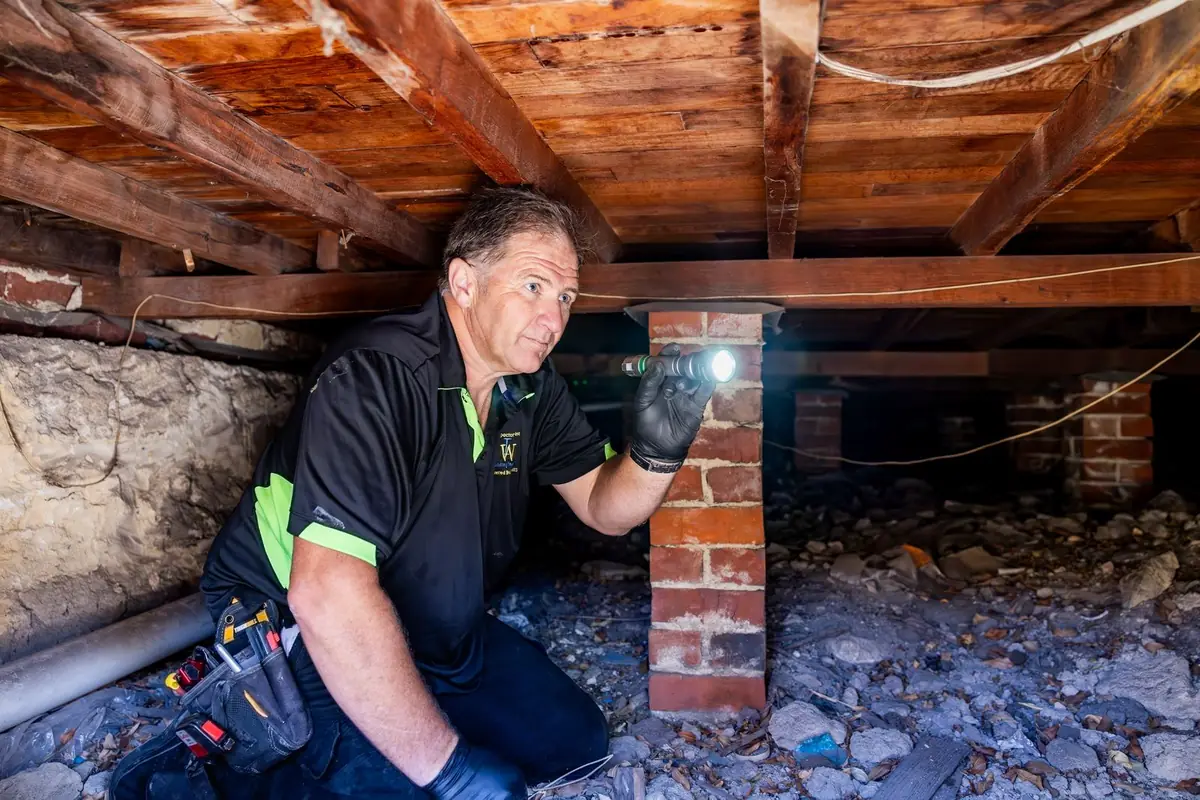 Building inspector checking the timber subfloor with a torch during an inspection in Fremantle